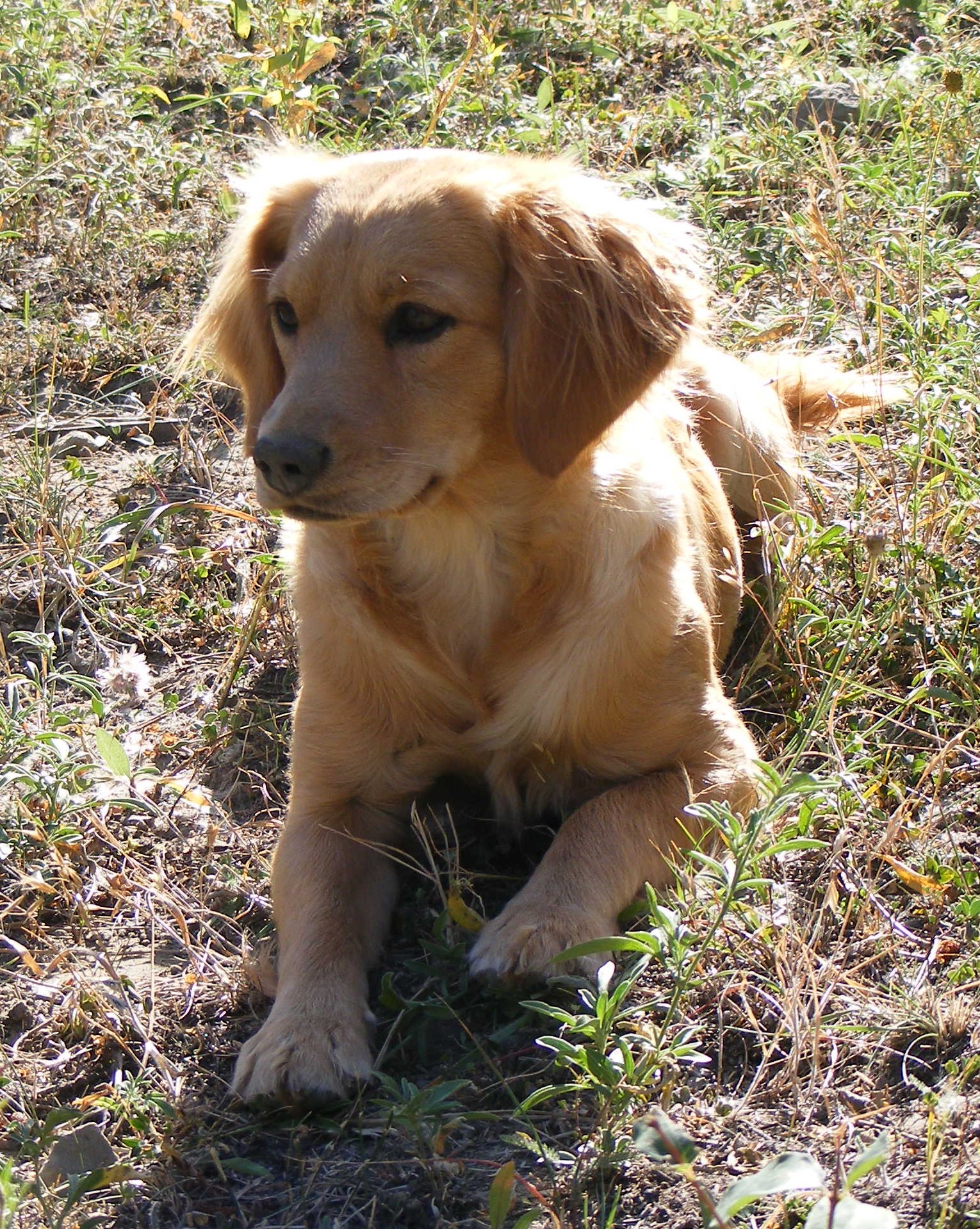 mini golden cocker retriever miniature golden cocker retriever grown www imgkid the image kid has it mini golden cocker retriever miniature golden cocker retriever grown www imgkid the image kid has it