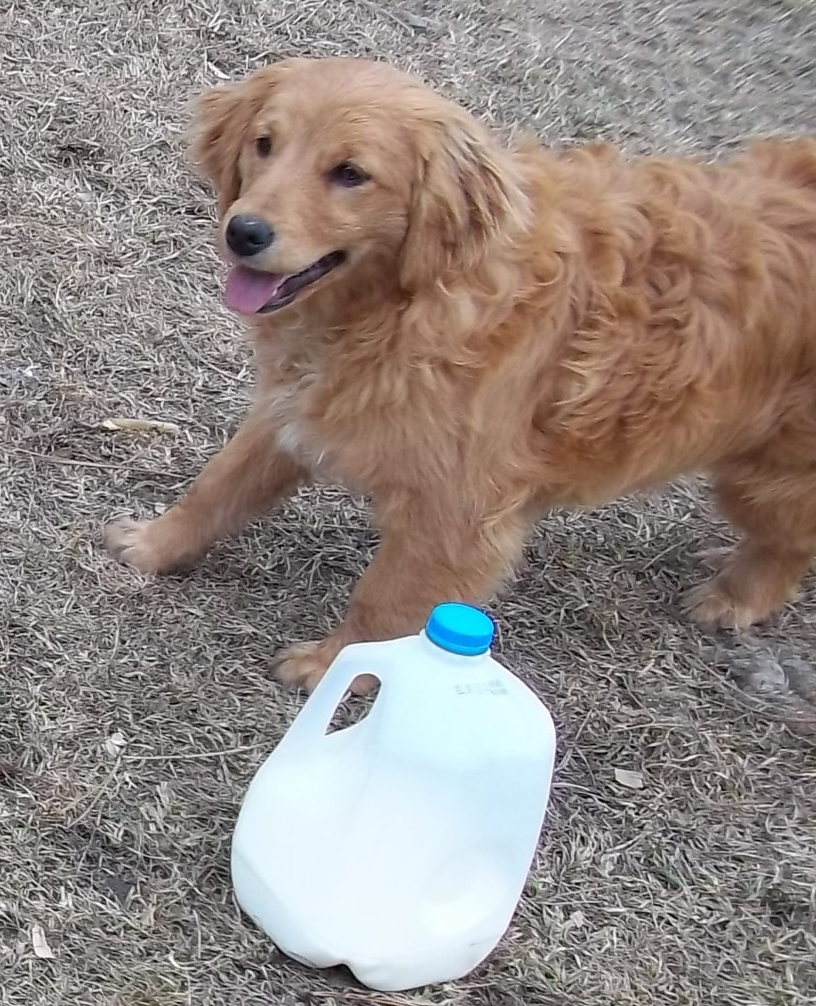 when are golden retrievers fully grown miniature golden cocker retriever grown www imgkid the image kid has it when are golden retrievers fully grown miniature golden cocker retriever grown www imgkid the image kid has it